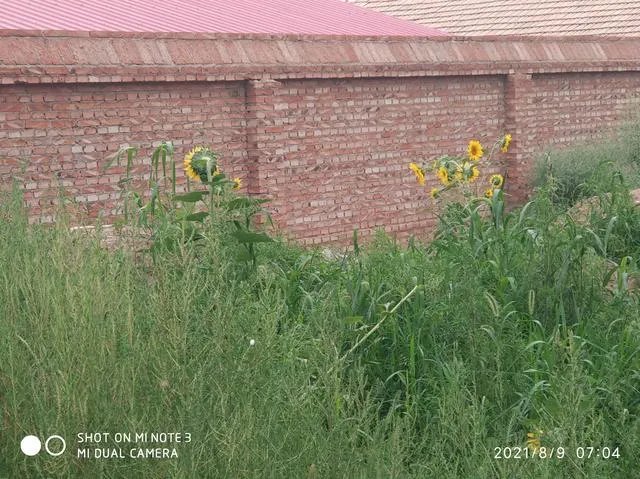 于月仙的老公是谁，有孩子吗？