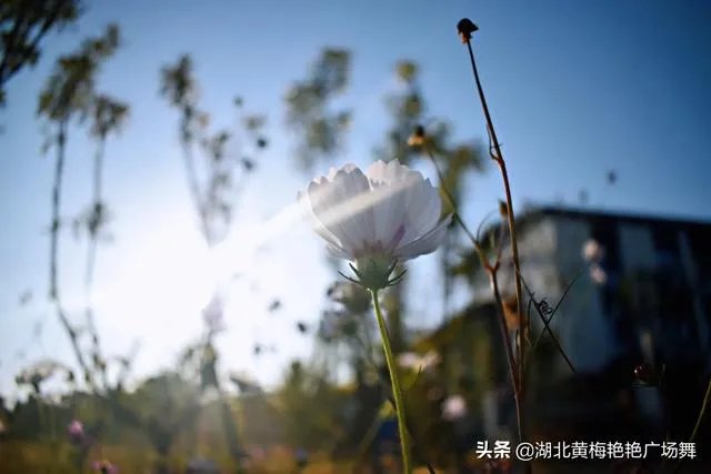 傣族舞与广场舞的区别是什么？