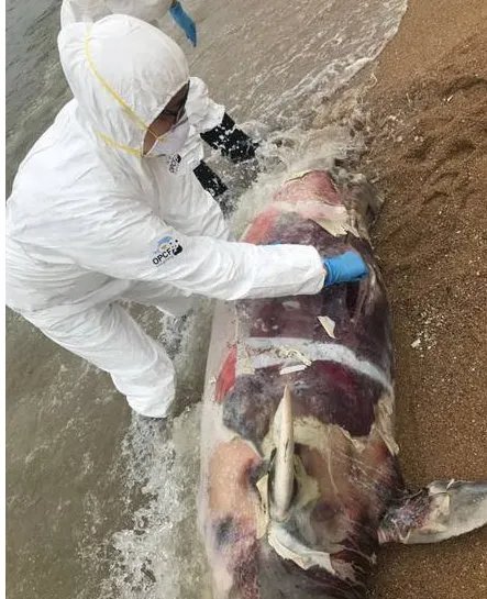 香港海滩海豚尸体在哪里？