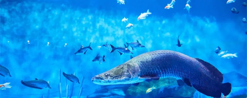 接吻鱼吃什么 接吻鱼一般吃什么