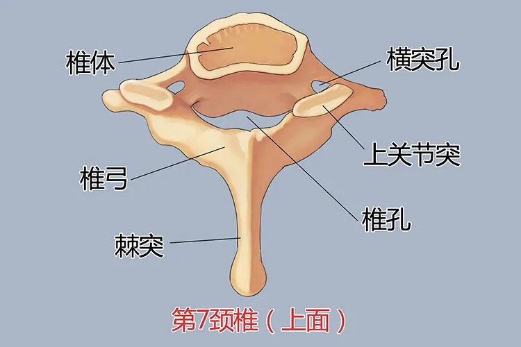 人体颈椎结构图