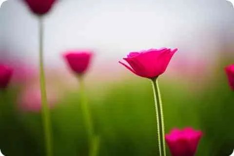 什么是法式热吻