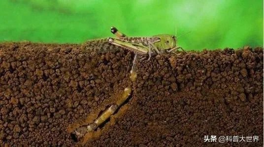 非洲蝗虫成灾，已影响印度和巴基斯坦，会传入中国吗？