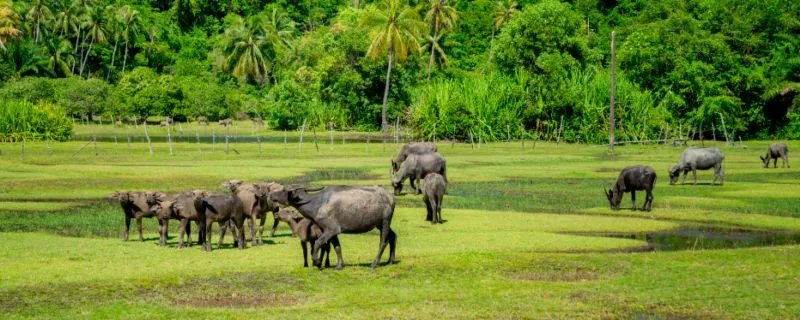 外来入侵物种是指 外来入侵物种什么意思