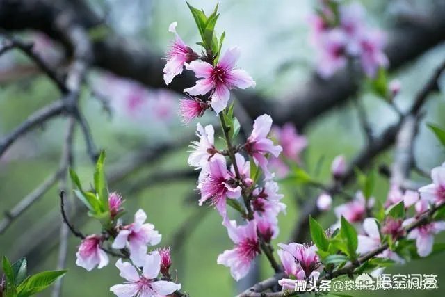 千里通电话打一成语的结果是什么？