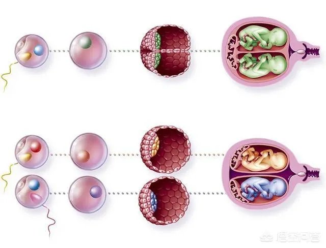 怀了双胞胎，他们会在妈妈肚子里打架吗？