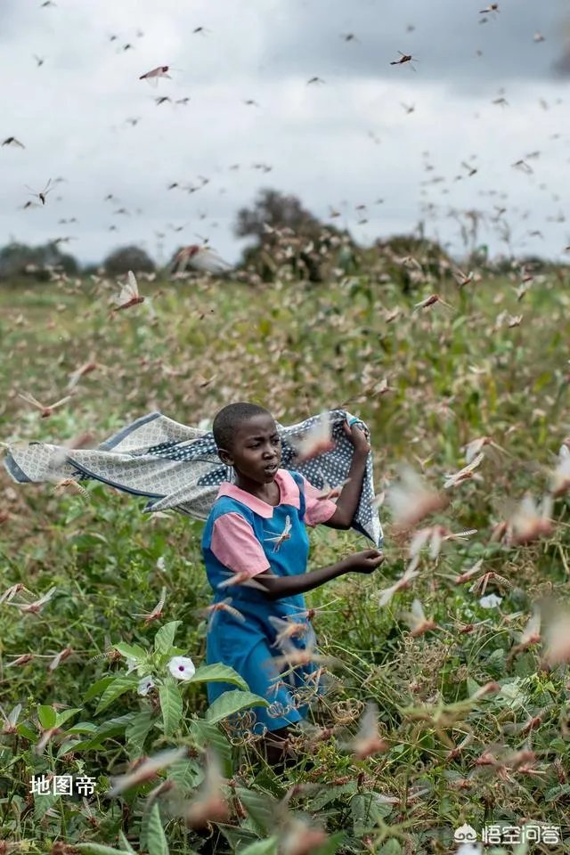 非洲蝗虫成灾，已影响印度和巴基斯坦，会传入中国吗？
