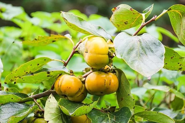 柿子叶的功效与作用