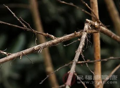 大寒吃什么 这些食物让大寒暖起来