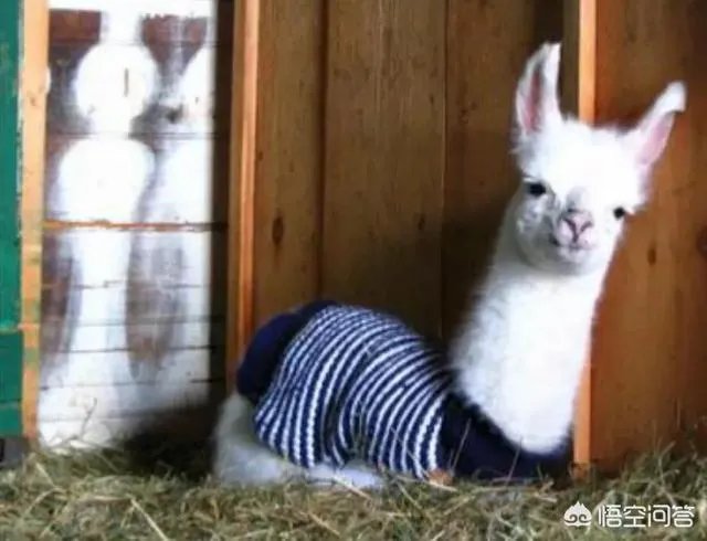 老人给鸡织毛衣保暖，有哪些适合宠物的搭配？