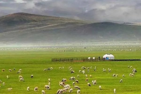 蒙古国正式启动3万只羊捐赠程序，这些羊谁有资格吃？