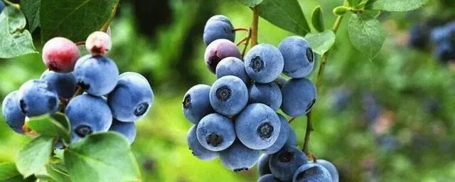 黑珍珠蓝莓好吃吗？