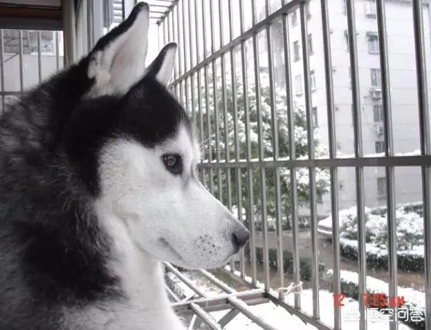 如何看待济南新发布的养狗通告？