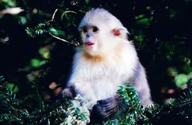 神农架现罕见动物：镜头下的罕见动物竟是这样子