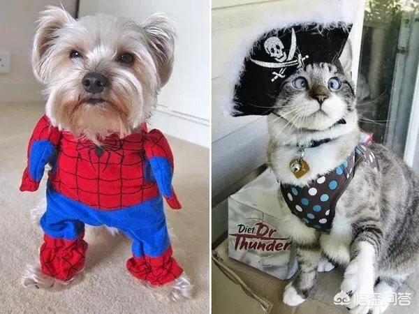 老人给鸡织毛衣保暖，有哪些适合宠物的搭配？