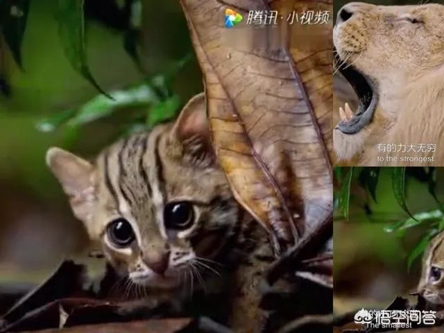 BBC大猫哪里可以看?