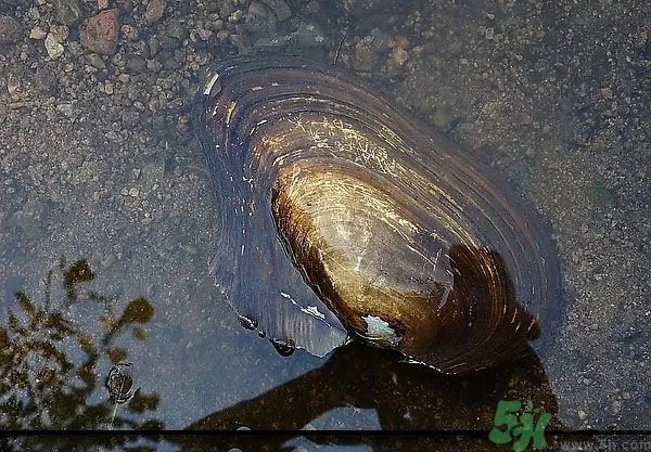 河蚌怎么杀？怎么杀河蚌才可以？