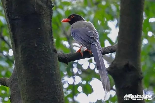 折耳鱼不呼吸在线观看免费