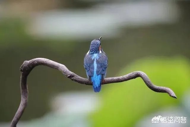 折耳鱼不呼吸在线观看免费