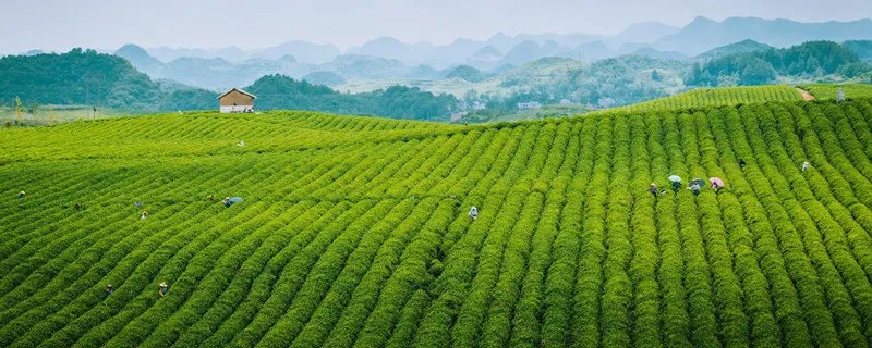 轩庆是哪个国家的品牌