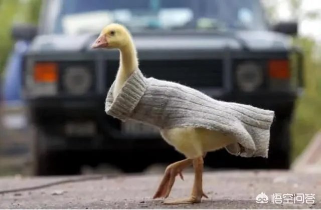 老人给鸡织毛衣保暖，有哪些适合宠物的搭配？