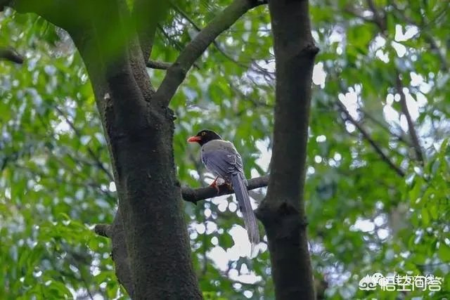 折耳鱼不呼吸在线观看免费