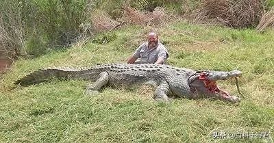 科莫多巨蜥与非洲鳄哪个更厉害？