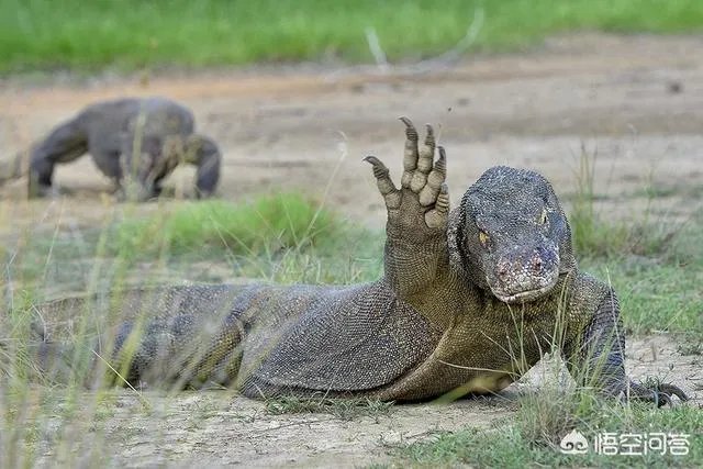 科莫多巨蜥与非洲鳄哪个更厉害？