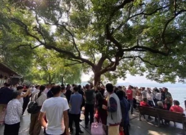 西湖网红松鼠被鹰抓走，抓住松鼠的是什么品种的鹰？在当地是否常见？