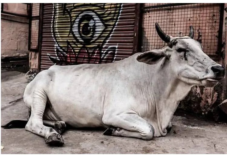 印度推出牛学考试50万人报名，你觉得“牛学考试”靠谱吗？