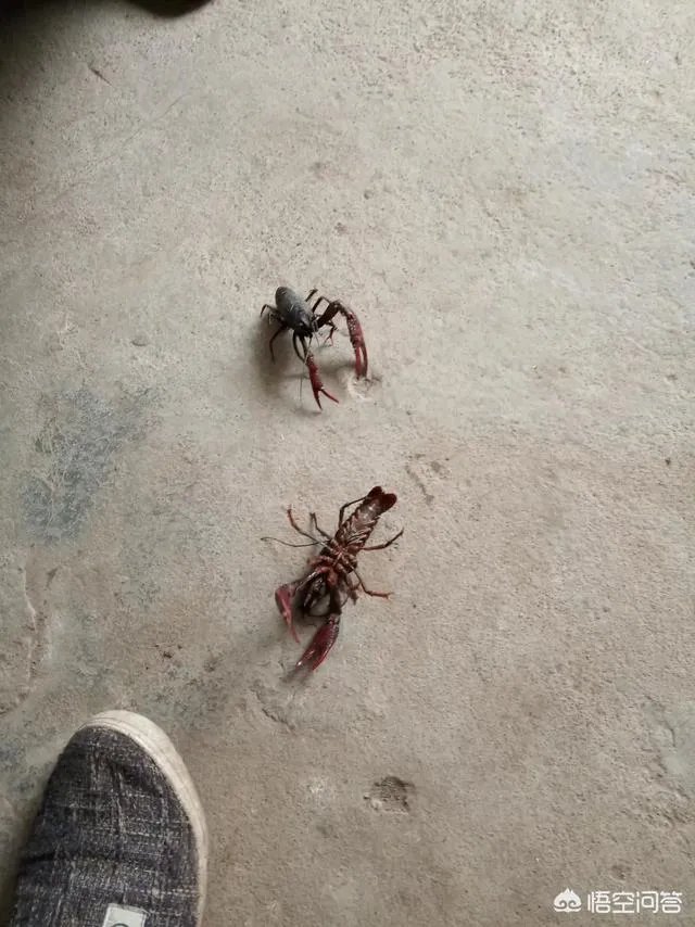 六月份和七月份哪个月龙虾苗便宜点?也更适合投苗。谢谢?