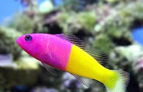 双色草莓鱼有哪些形态特征？一般都分布在哪里呢？