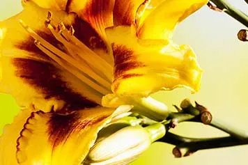 吃黄花菜的功效与作用