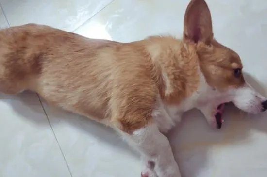 狗狗割声带好还是不割好，声带切除后有后遗症吗