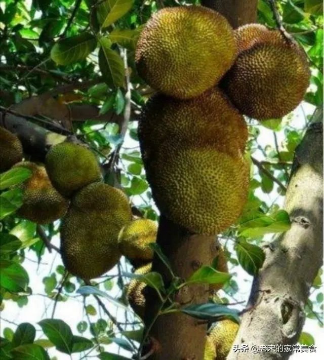 菠萝菠萝蜜视频在线观看