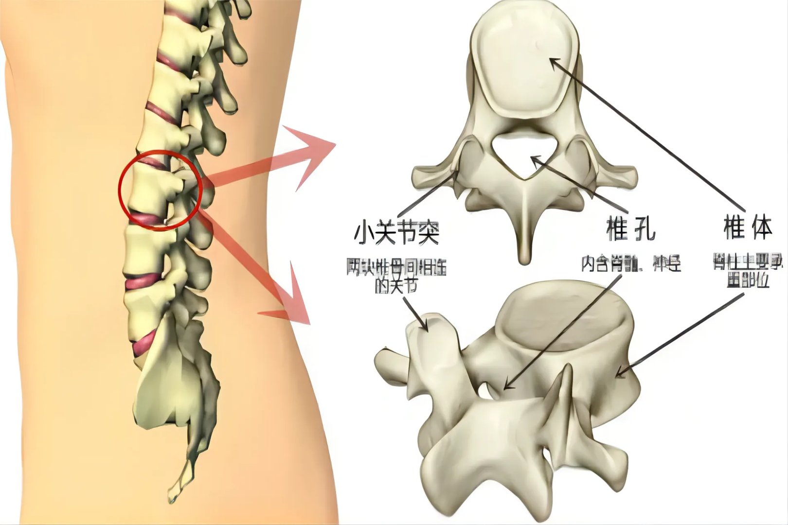腰椎小关节解剖图