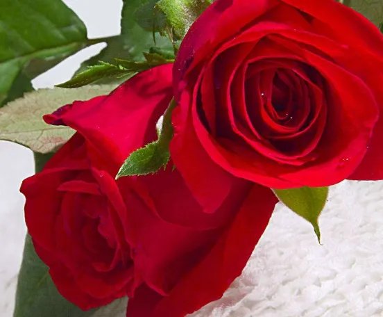 12朵玫瑰代表什么意思 玫瑰能不能随便送人