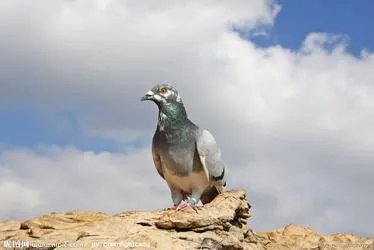 老北京人养信鸽是什么情况？