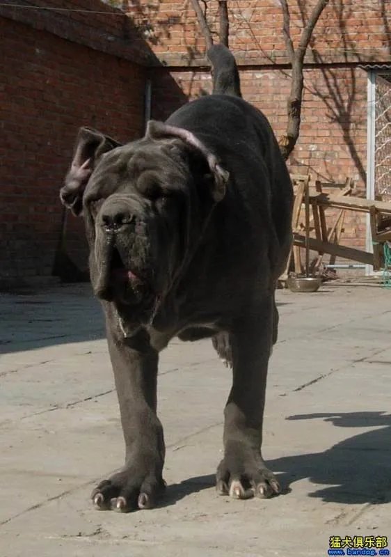 意大利纽波利顿犬的身高和体重