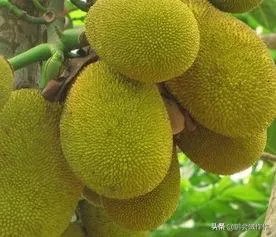 菠萝菠萝蜜视频在线观看