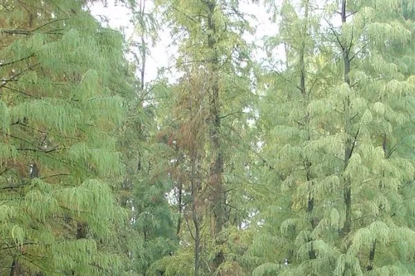 植物活化石有哪些