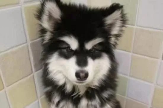 狗狗割声带好还是不割好，声带切除后有后遗症吗