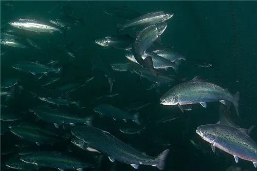 海鱼的种类图片 最好吃的几种海鱼有哪些