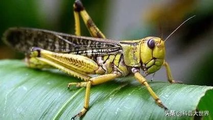 非洲蝗虫成灾，已影响印度和巴基斯坦，会传入中国吗？