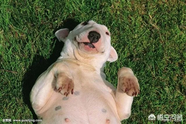 冰风自动发卡平台