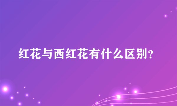 红花与西红花有什么区别？