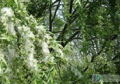春天随风飘扬的白色柳絮实际是柳树的什么