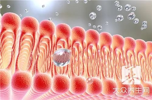 肝功能碱性磷酸酶高是为什么？