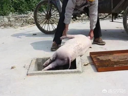 “黄河大堤内现死猪”事件引热议，猪死了为什么要扔进黄河？