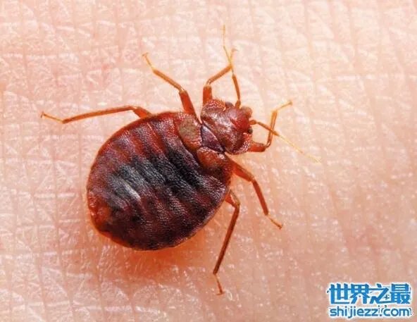 世界十大吸血鬼生物，北极七鳃鳗是最古老的吸血鬼 